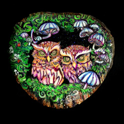 Pygmy Owlets